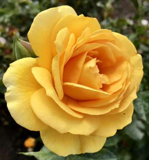 Yellow rose rose flower garden 