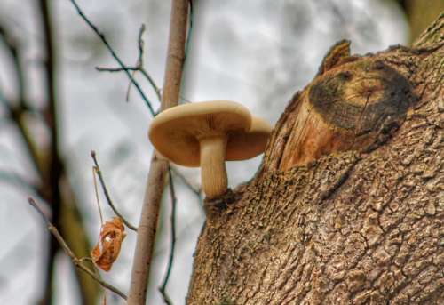 plants nature trees mushroom fungus