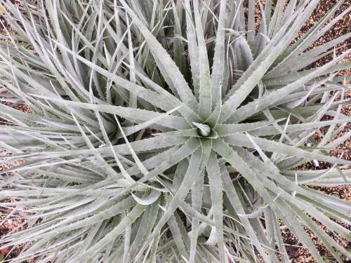 sharp texture plant silver spiky