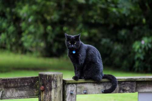 cat fence gate black cat feline