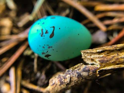 Egg robin egg birdnest nature 