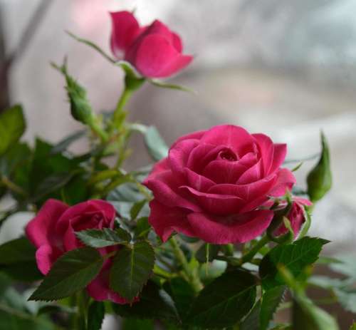 rose roses pink magenta flower