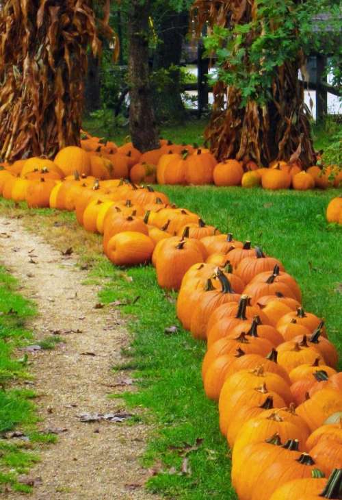 Pumpkins landscape fall