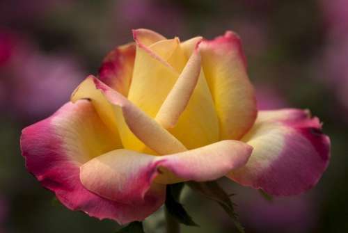 Rose flower floral