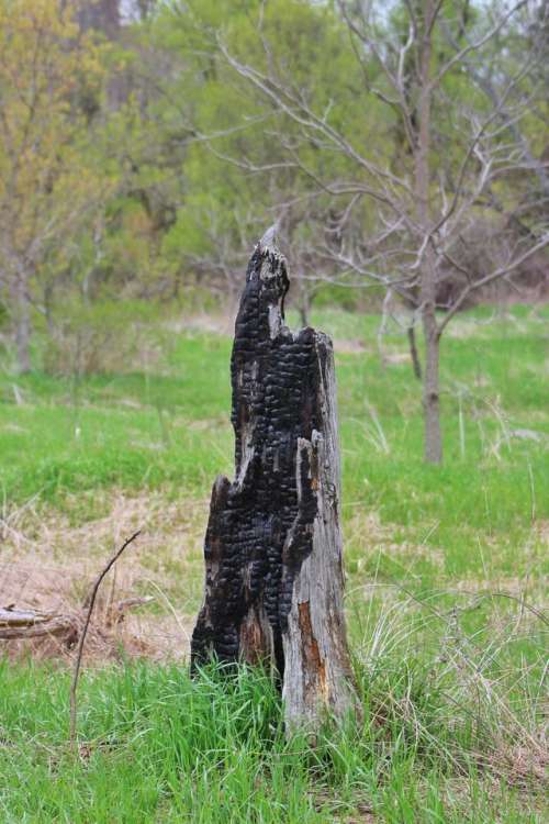 tree stump charcoal lightnining forest