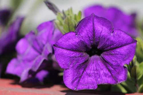 Purple Flower petunia