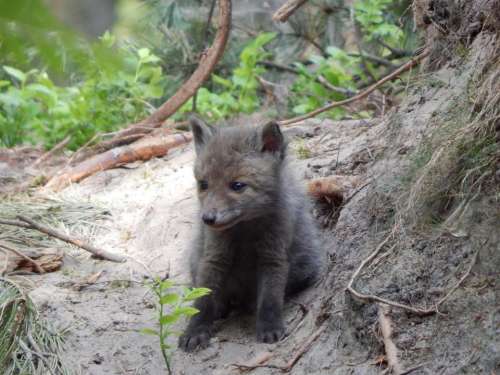 little Fox wild nature sweet forest
