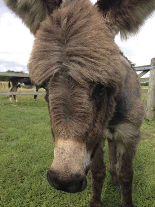 Baby donkey foal field fence fluffy