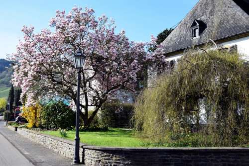 magnolia blossom tree flower pink