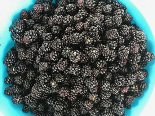 blackberry blackberries food fruit nature