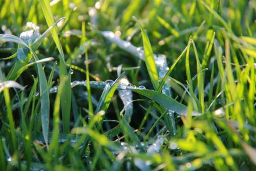 grass green rain raindrop raindrops