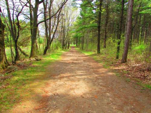 Path forest woods tree trees