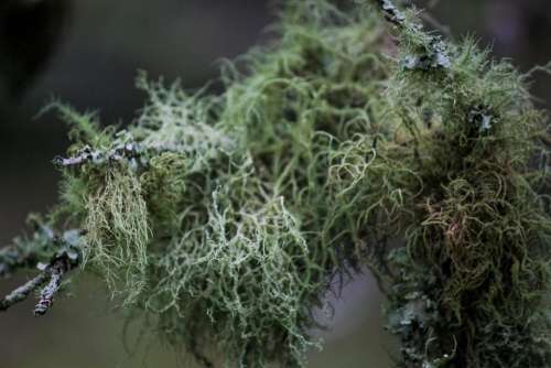Lichen plants trees