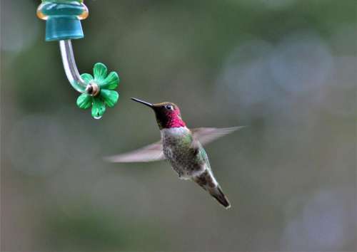 Annas hummingbird bird red