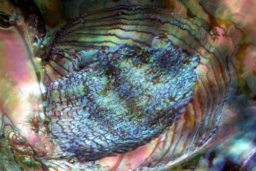 abalone shell iridescent colorful mother-of-pearl