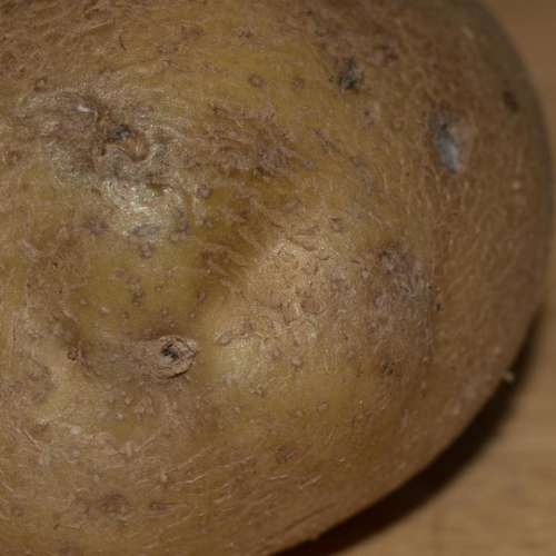 #macrophotography potato tuber eye food