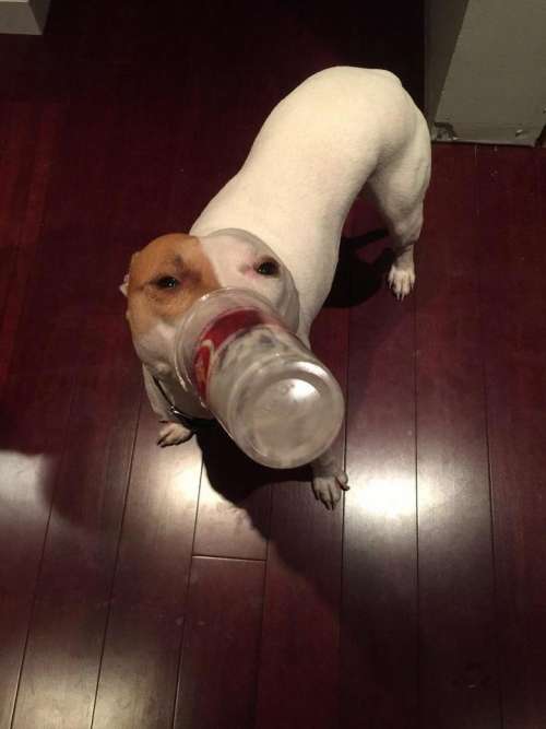 Bubba Drinking Milkshake dog pets