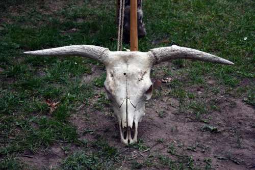 Skull bones animal skull horns cow
