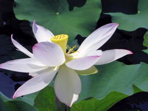 Lotus flower botanical