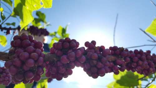#sunlight grapes fruit vine vinyard
