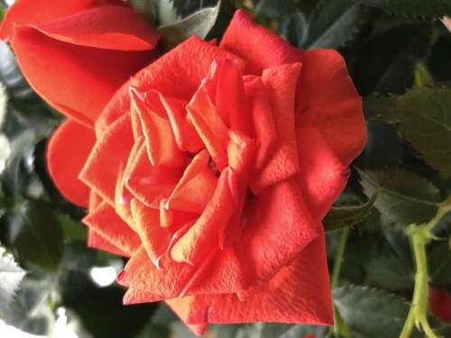 Red rose rose flower 