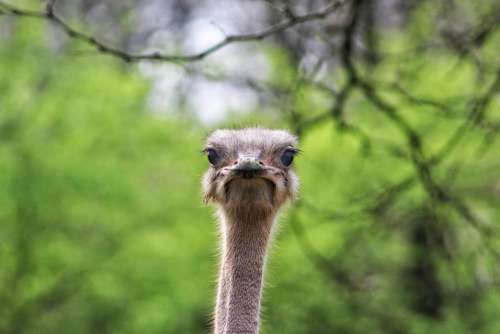 animal bird ostrich staring neck