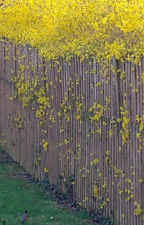 fence spring bloom spring blossom forsythia 
