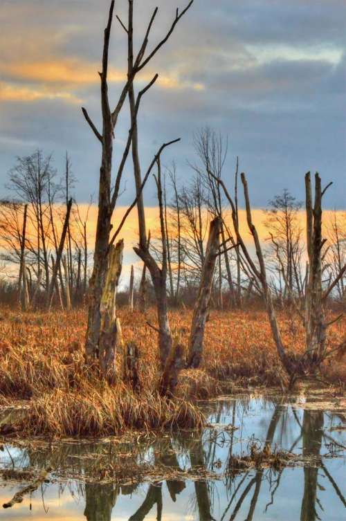 wetlands HDR trees water