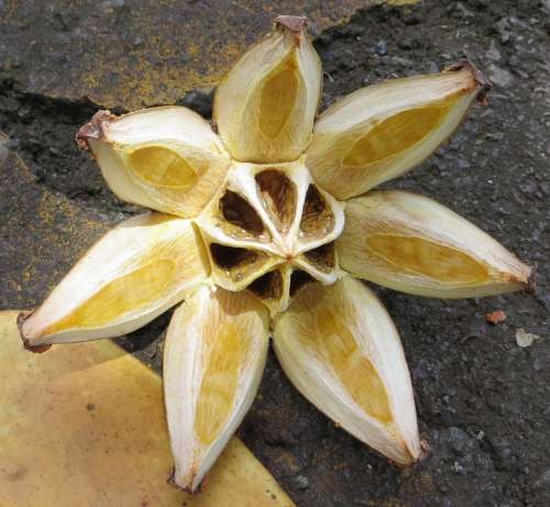 seedpod seed pod star yellow white