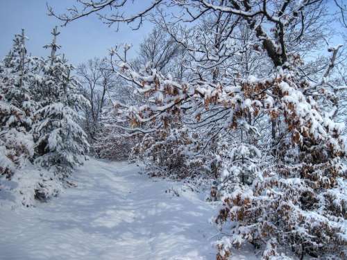winter snow trees path  