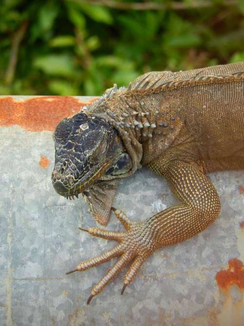 iguana reptile lizard animal wildlife