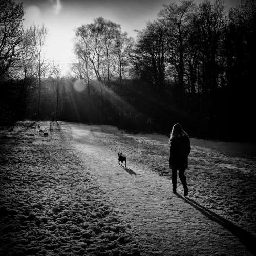 walk walking winter dog dogs