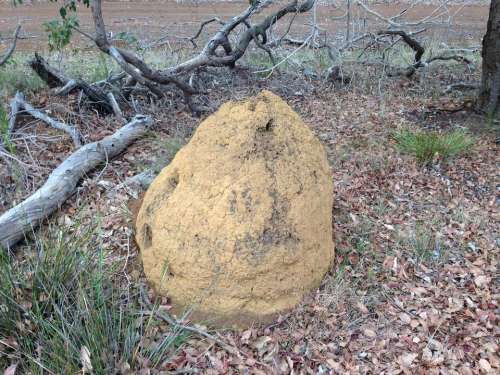Western Australia an termite mound