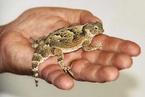 horned lizard horned toad lizard spiky horned