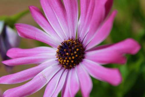 flower pink purple