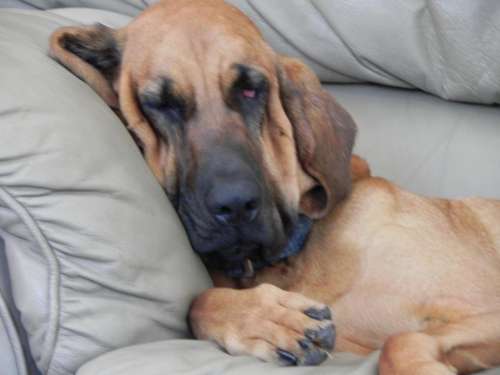 resting portrait sleeping hound dog