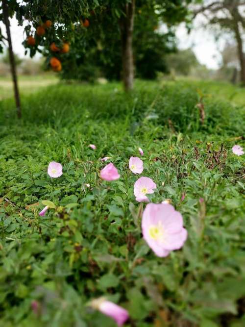 Plants plant garden flowers  #flower-cluster