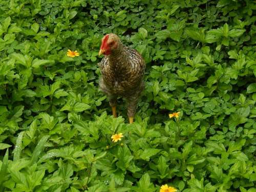 chicken animal stock husbandry agriculture
