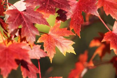 plants trees leaves leaf autumn