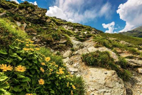 flower rocky slope beautiful hillside
