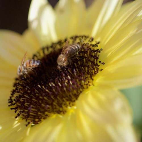 Bee bees pollen insects 