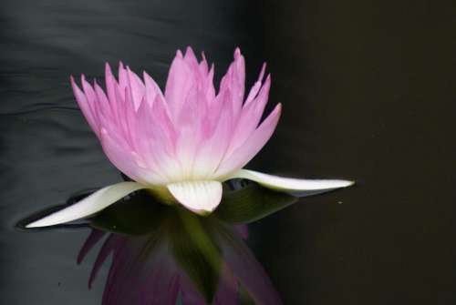 #water lily#lilies #flower #lotus#purple Flower