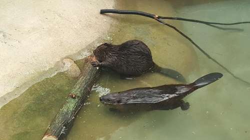 zoo Seoul animals beaver