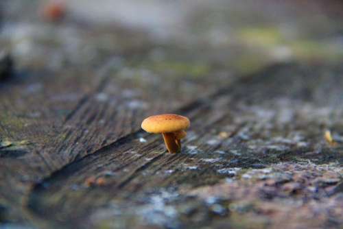 closeup close up toadstool mushroom fungus