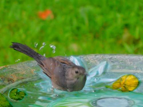 Bird birdbath 