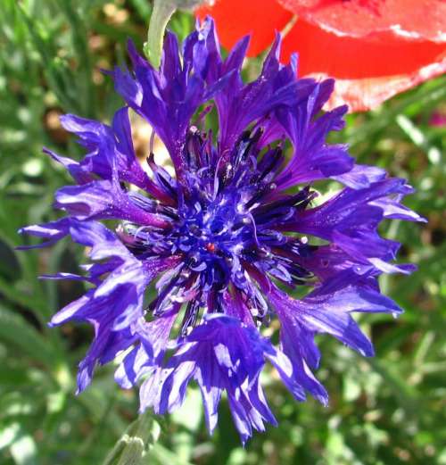 blue violet blue-violet flower plant
