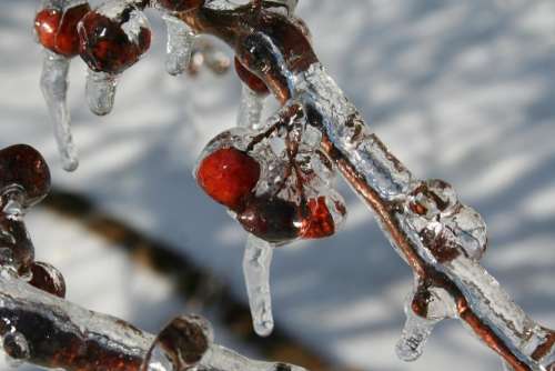 crabapples crabapples in ice ice storm ice snow