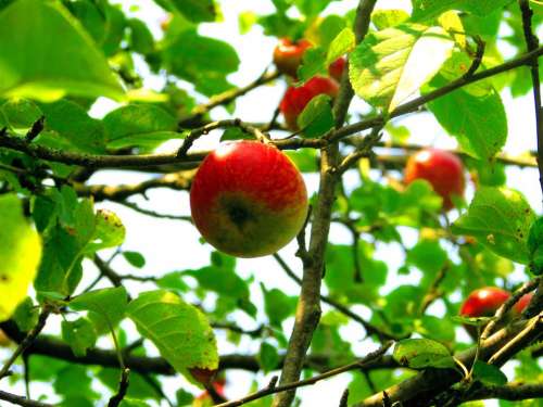 Fruit Apple tree apple