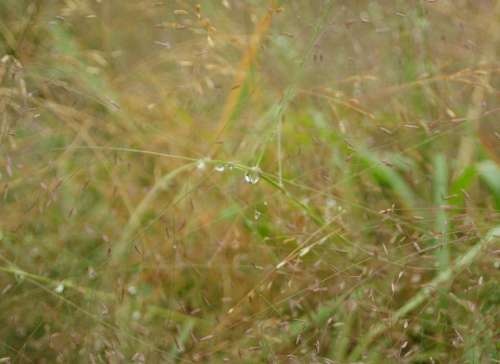 Grass Water Drops  