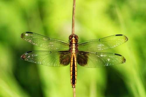 insect dragonfly skimmer widow female